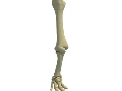 Elephant Animal Leg Bones  3D model
