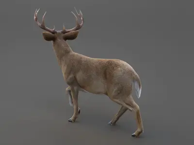 Deer 2 RIG XGEN CORE 3D model