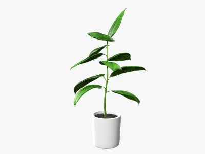Potted plant decorative 03 3D model