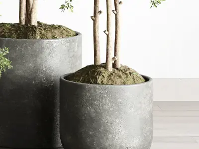  indoor outdoor plant 145 plant tree vase dirty concrete  3D model