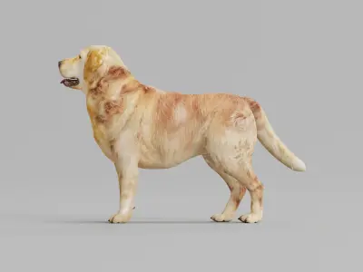 Golden Retriever Dog 3D model