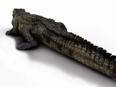 Crocodile 3d model  3D model