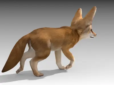Fennec fox 3D model