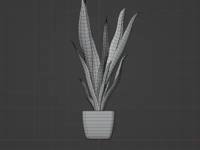 Snake Plant - Dracaena trifasciata 3D model