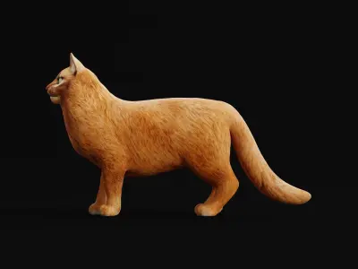 Long-haired Abyssinian Cat 3D model