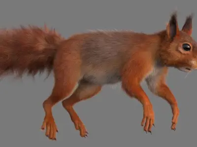 squirrel 3D model
