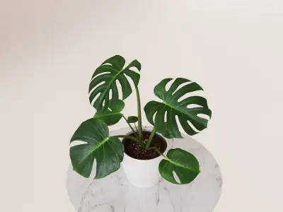 Exotic monstera plant in white pot 3D model