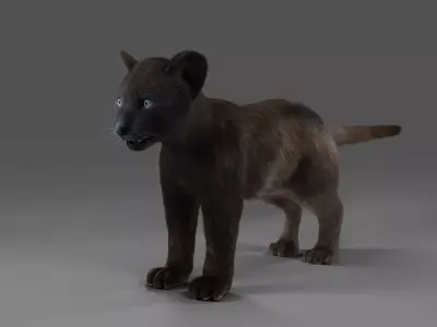 3D Fur Baby Black Panther NO Rigged in Blender Low-poly 3D model