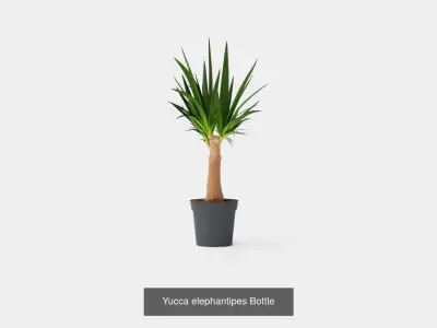 Collection of Houseplants - 8 Models