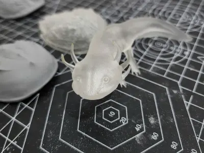 Ambystoma mexicanum - Mexican salamander - Walking fish 3D model