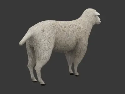 sheep Low-poly 3D model