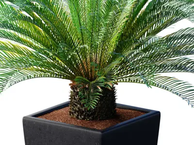 Beautiful decorative indoor evergreen Palm Tree Cicas  Art Deco 3D model