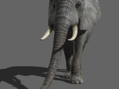 PRO Elephant Animated - 3d model 3D model
