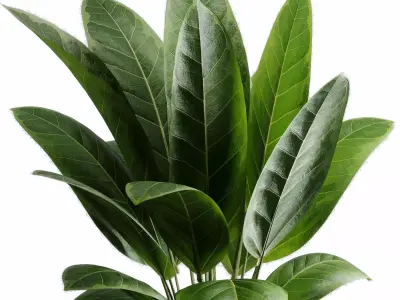  Ficus elastica indoor plant 525 3D model