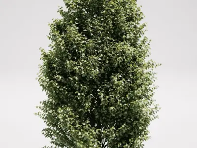 Carpinus Betulus - Hornbeam 3D model