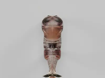 Okapi Forest Giraffe Animals Low-poly 3D model