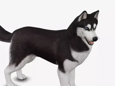 Dog Siberian Husky Low-poly 3D model
