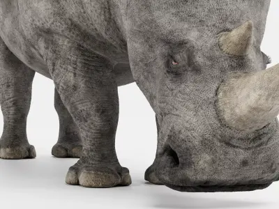 -White Rhinoceros Rigged- 3D model