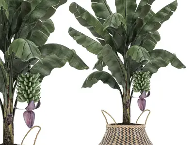 Decorative Banana tree in a basket for the interior 487 3D model