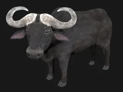 Buffalo fully rigged low poly Low-poly 3D model