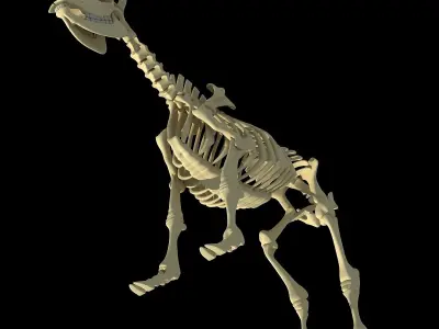 Cow Bone Skeletal 3D model