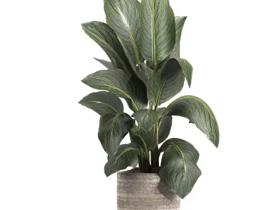 indoor plant 049 3D model