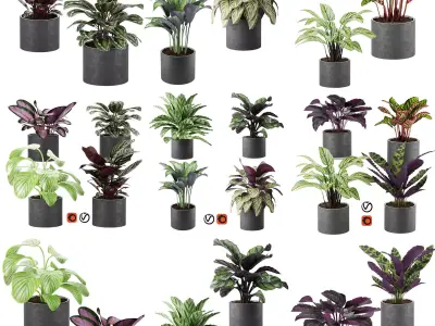 calathea Collection plants in pots