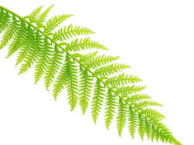 Vibrant Fern Leaf model pack Low-poly 3D model