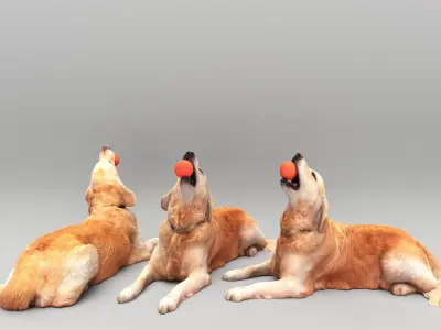 Golden retriever dog playing with toy 30 Low-poly 3D model