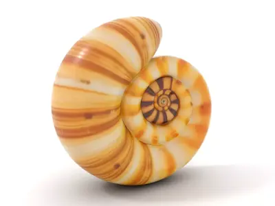 Spiral Seashell model pack Low-poly 3D model