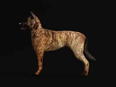 Dutch Shepherd Dog Low-poly 3D model