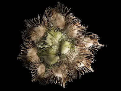wreath bouquet of dry branches of palm leaves 309 3D model