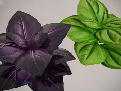 Basil Free 3D model