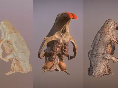 Photorealistic scanned nutria skull  Low-poly 3D model