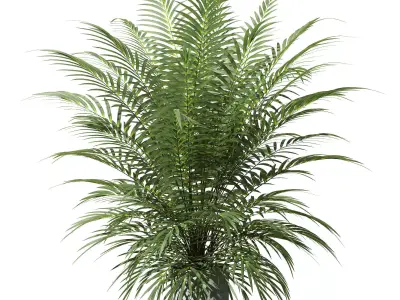 Palm tree in concrete pot 3D model