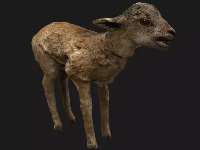 Fawn Deer Low-poly 3D model