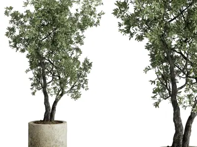 outdoor plant set 154 pot old olive tree concrete old vase Low-poly 3D model