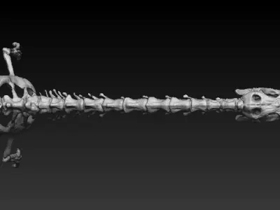 coelophysis half skeleton 3D model