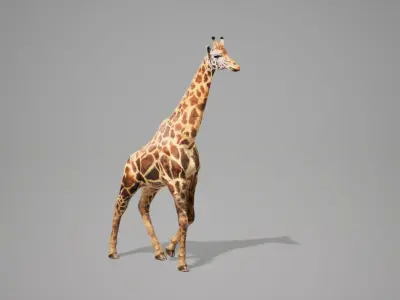 Giraffe Animated UNREAL project  Maya base rig 3D model