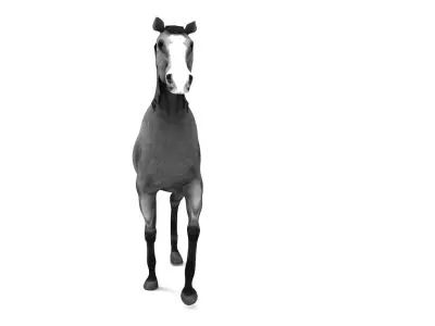 Horse aniamtion Low-poly 3D model
