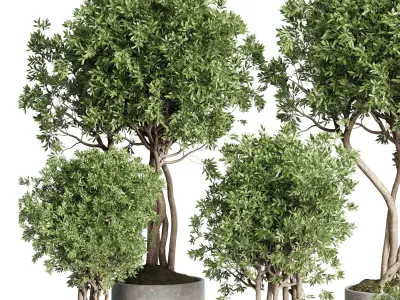 Collection indoor outdoor plant 430 plant tree vase  3D model