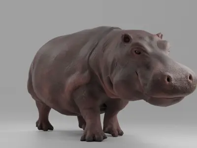 Hippopotamus Rigged  Low-poly 3D model