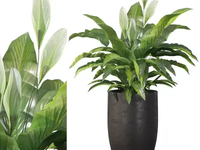 Peace Lily 03 3D model