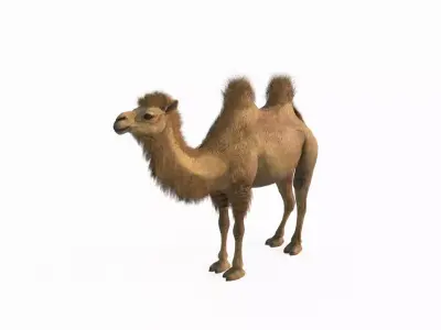 Desert mammal camel 3D model