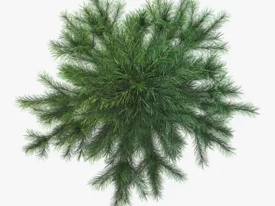 Conifer Tree 150cm v 1 3D model