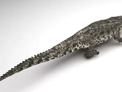 Crocodile 3D model