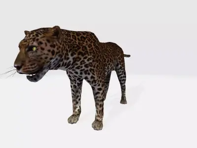 Leopard 3D model