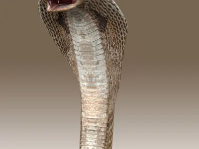 King Cobra Low-poly 3D model