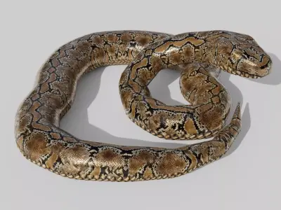 Python Snake - Low Poly -  Game Ready - PBR Low-poly 3D model