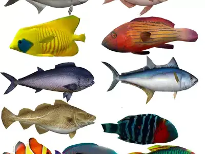 Coral Fish Pack 1 Low-poly 3D model